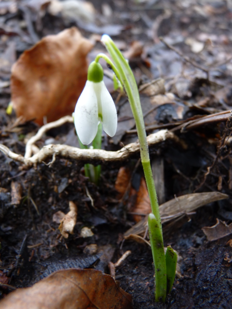 The snowdrops are growing!