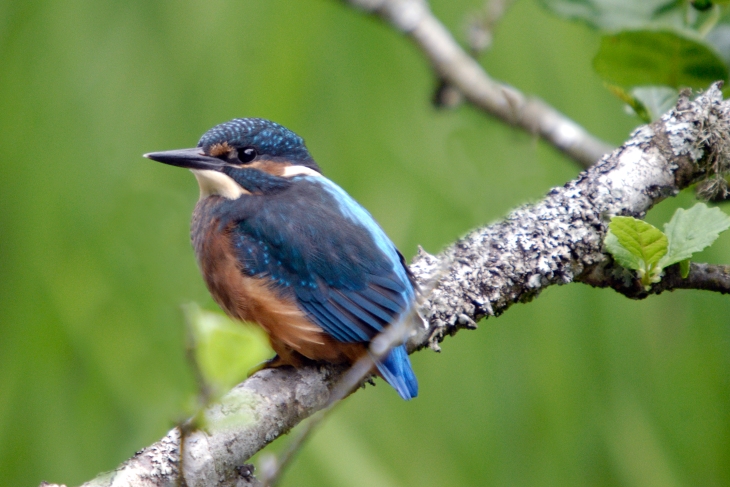 Kingfisher at Penllergare - Photo by Keith Cooper