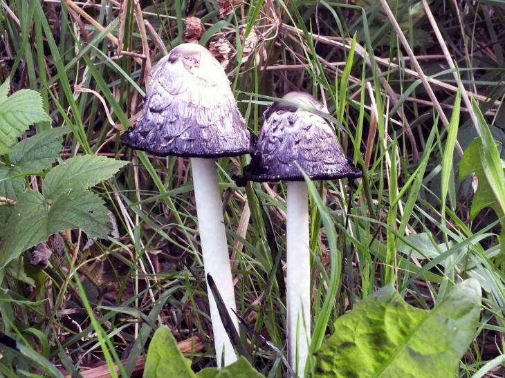 Shaggy Ink Cap - Photo by Brian Meredith (Sept 2014)