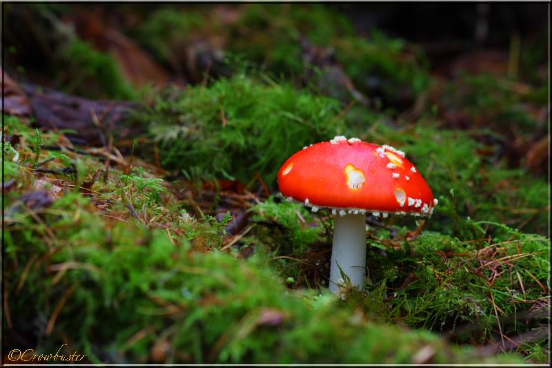 Fly Agaric 2014. Photo by Crowbuster